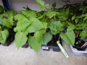 2 trays of Enorma runner beans