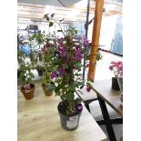 +VAT Potted bougainvillea