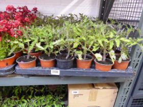 Tray containing 15 beef steak tomato plants