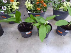 Pair of potted lily of the valley