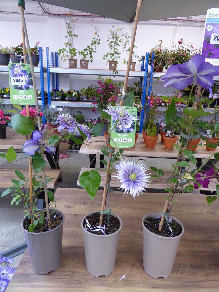 Potted Multi blue climbing Clematis