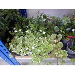 Tray containing 12 pots of mixed basket plants to include trailing Lobelia, Daisies, Nepeta, etc