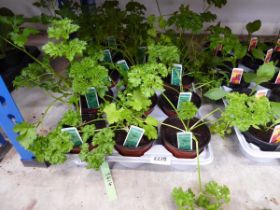 Tray containing 15 pots of parsley