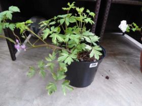 Large potted bleeding heart