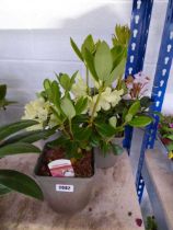 3 potted Rhododendron shrubs