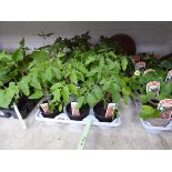 Tray containing 15 Gardeners Delight tomato plants