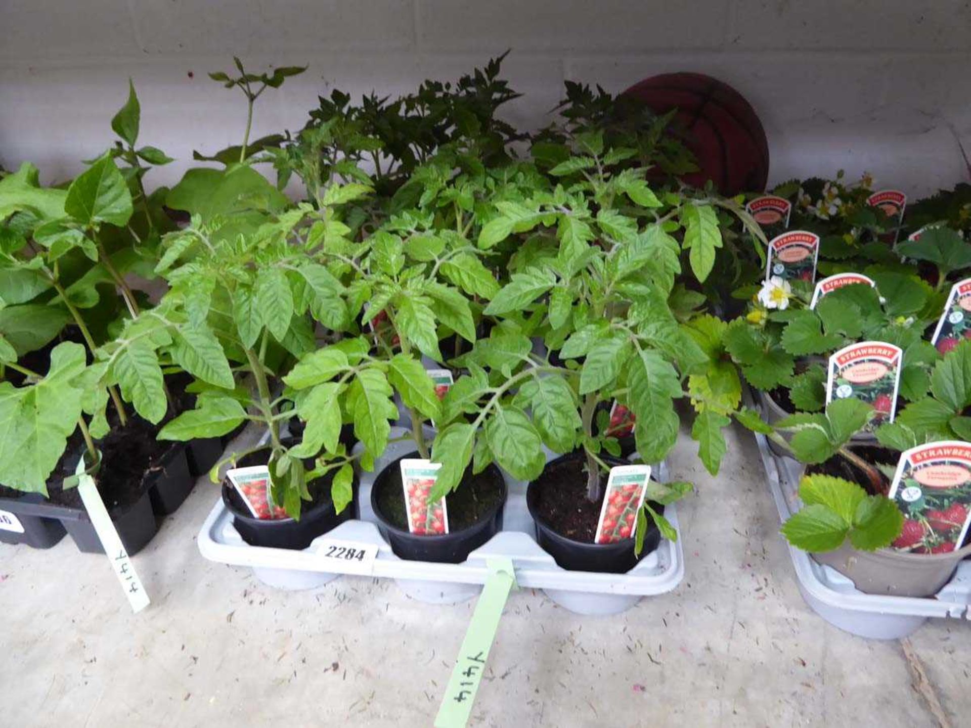 Tray containing 15 Gardeners Delight tomato plants