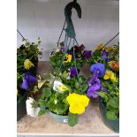 Pair of pre planted hanging baskets