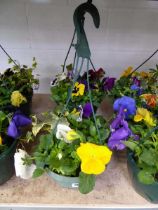 Pair of pre planted hanging baskets