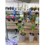 Potted Multi blue climbing Clematis