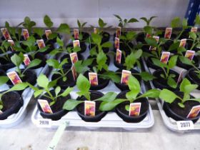 Tray containing 15 pots of dwarf hybrid Dahlias