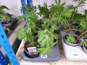 Tray containing 6 potted Lupins