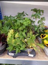 Tray containing 8 pots of mixed perennial plants to include Lupins, Lobelia, etc