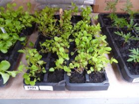 Tray containing blue trailing lobelia