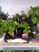 Tray containing 10 pots of trailing scarlet Begonias