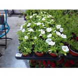 Tray containing 18 white calibrachoa