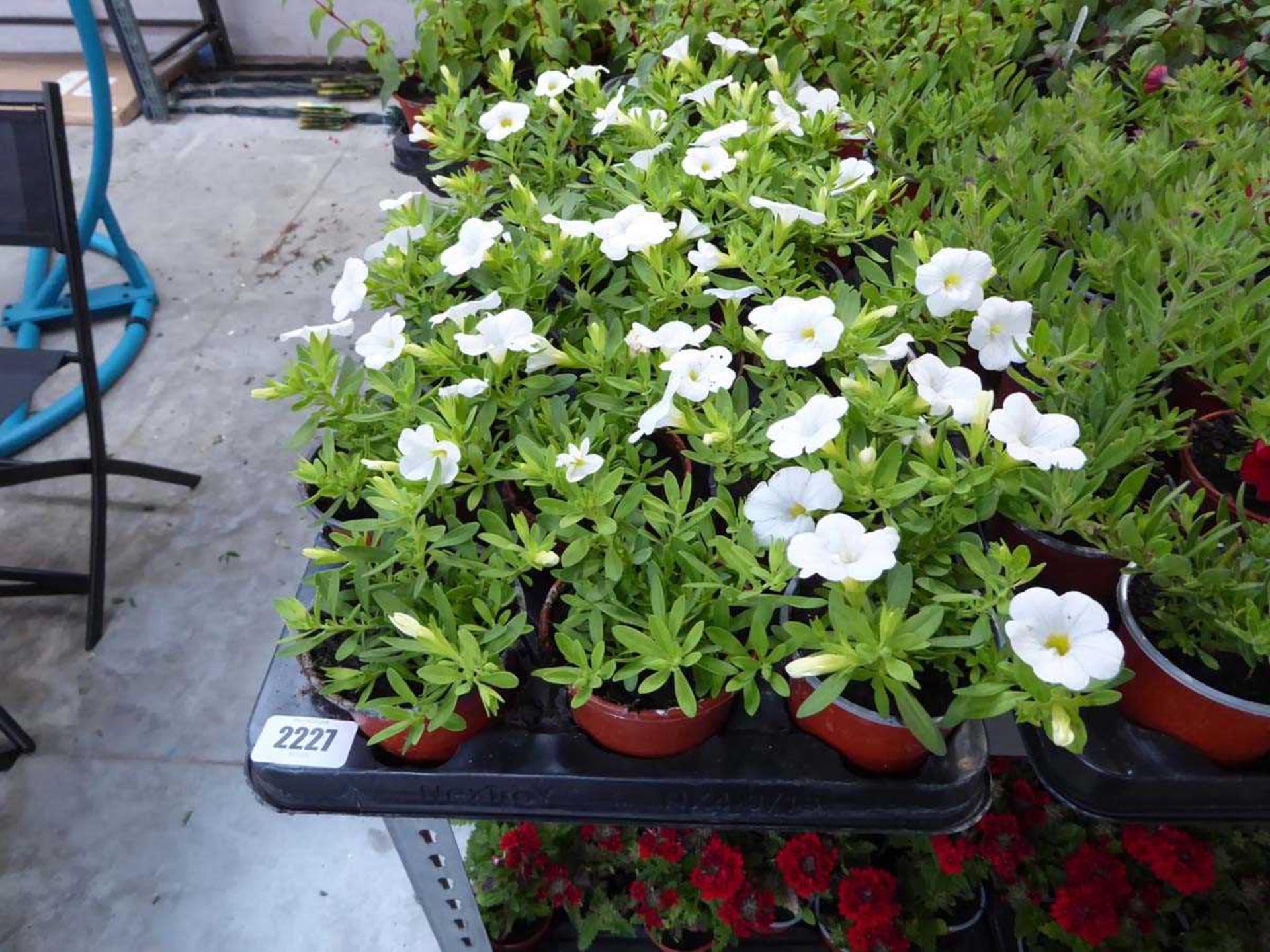 Tray containing 18 white calibrachoa