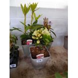 3 potted Rhododendron shrubs