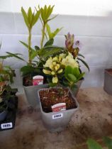 3 potted Rhododendron shrubs