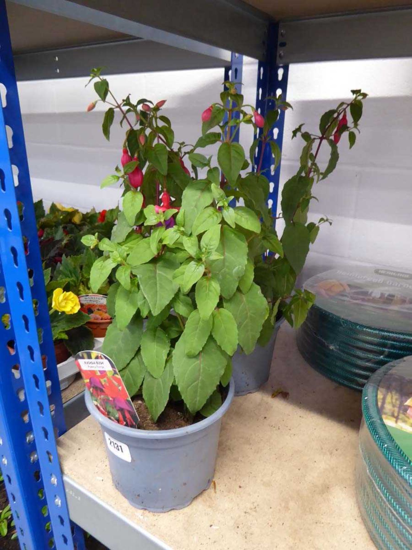Pair of potted fuchsia bushes