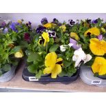 Tray containing 12 pots of Pansies