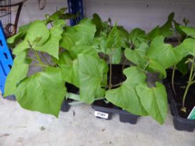 2 trays of Enorma runner beans