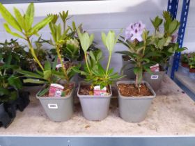 3 potted Rhododendron shrubs