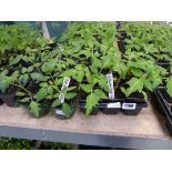 2 trays of tomato plants incl. Grimson Crush and Sungold Yellow Cherry