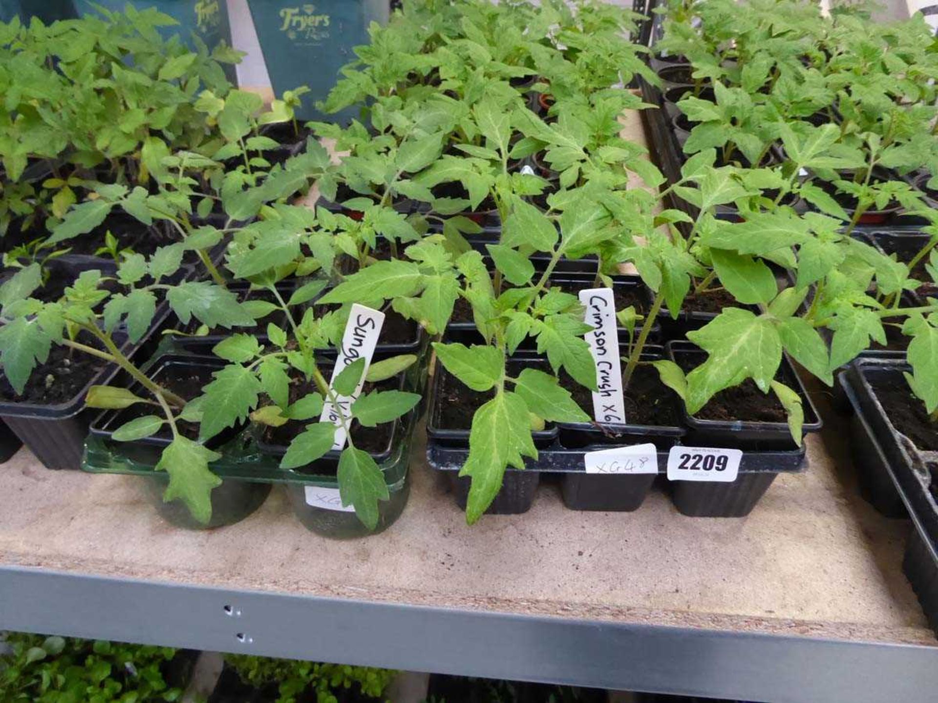 2 trays of tomato plants incl. Grimson Crush and Sungold Yellow Cherry