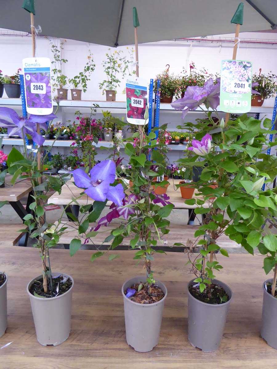 Potted Westerplatte climbing Clematis