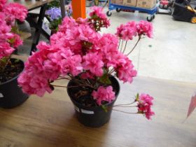 Potted pink Azalea