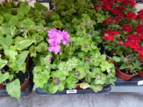Tray containing 18 ivy leaf geraniums