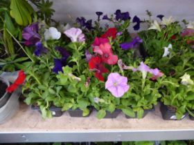 4 trays of mixed Petunias