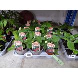 Tray containing 15 Cambridge Favourite strawberry plants
