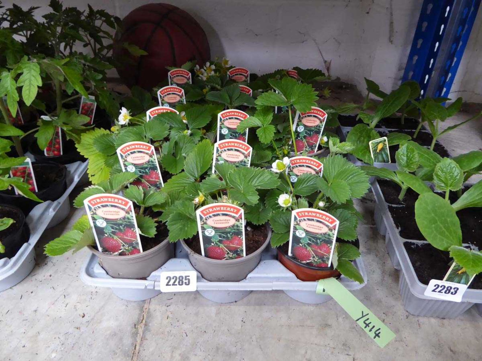 Tray containing 15 Cambridge Favourite strawberry plants