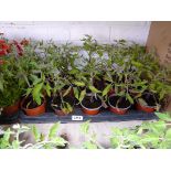 Tray containing 18 Alicante tomato plants