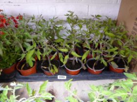 Tray containing 18 Alicante tomato plants