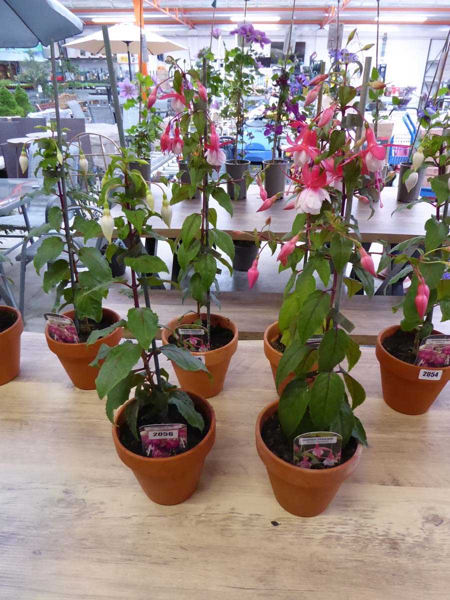 Pair of potted Fuchsia bushes (varieties Pennine and Patio Princess)