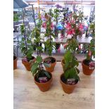 Pair of potted Fuchsia bushes (varieties Pennine and Patio Princess)