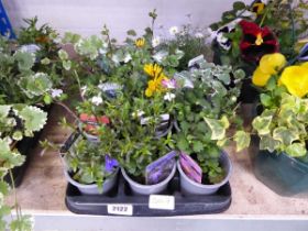 Tray containing 12 pots of mixed basket plants to include trailing Lobelia, Daisies, Nepeta, etc