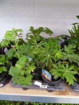 Tray containing 8 pots of mixed perennial plants to include Lupins, Lobelia, etc