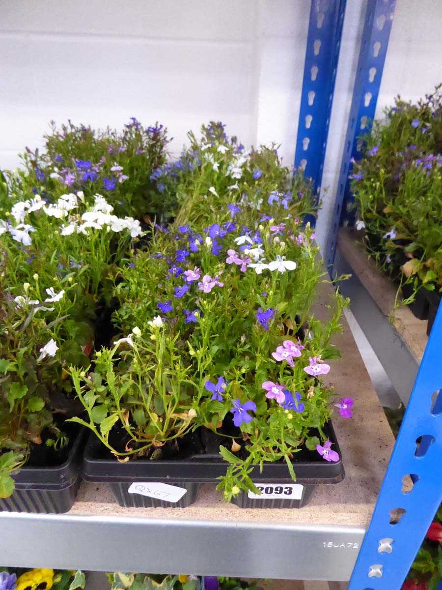 3 trays of mixed lobelia