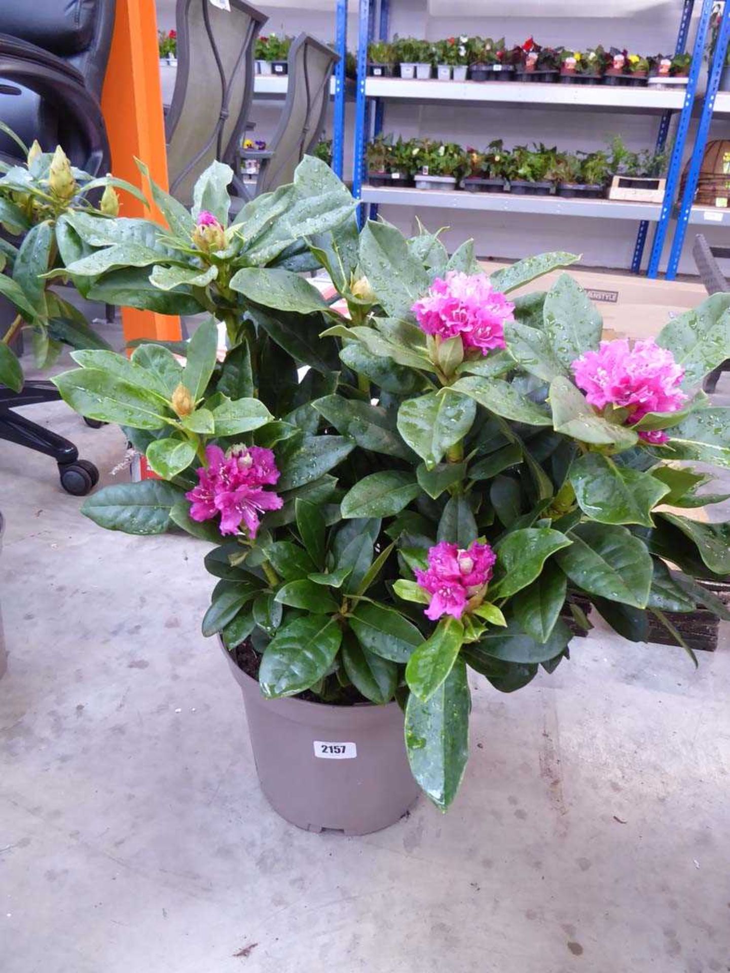 Potted Libretto rhododendron