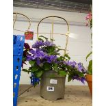Potted Olympia clematis