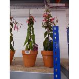 Pair of potted fuchsia bushes in terracotta pots