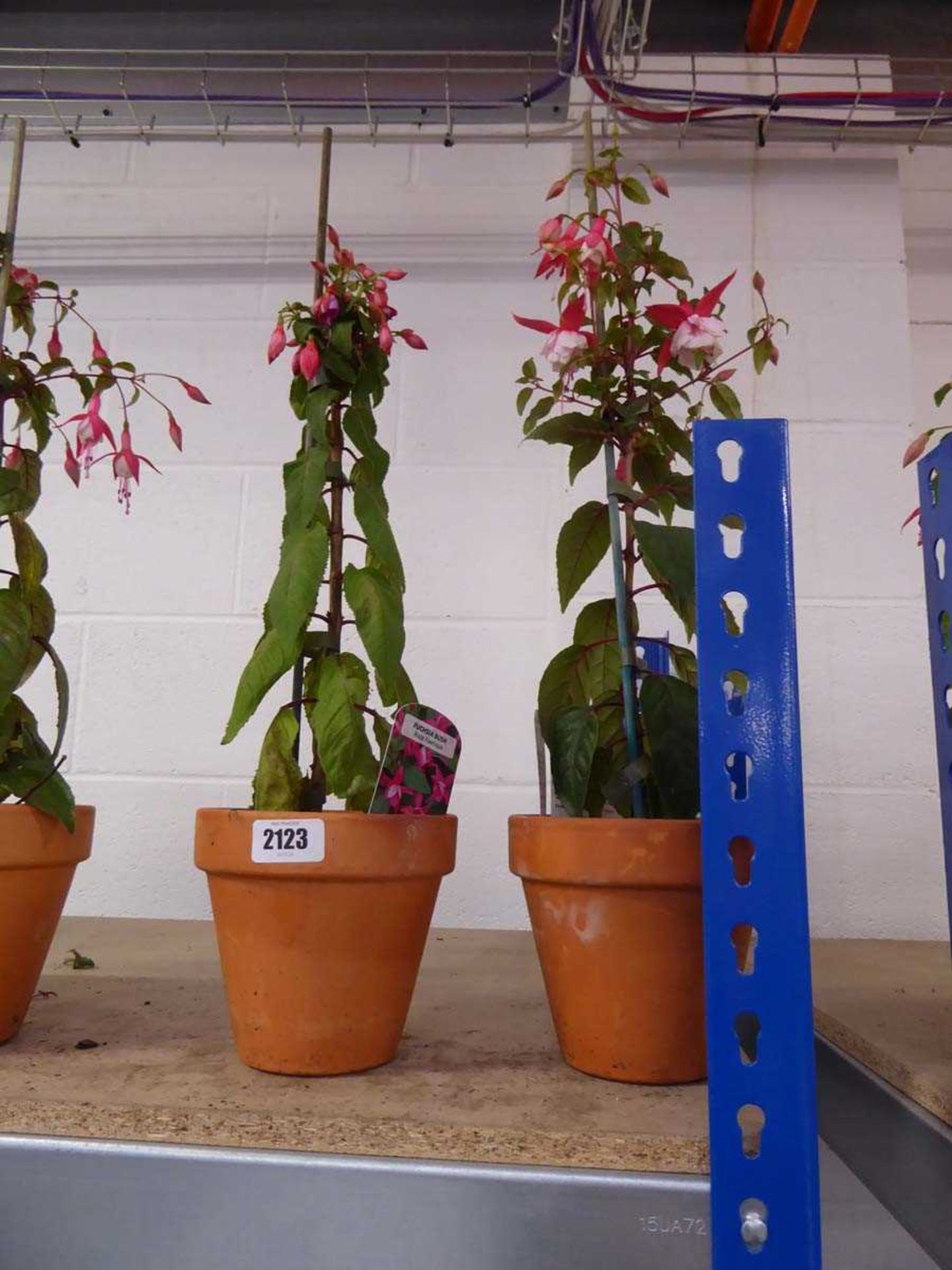 Pair of potted fuchsia bushes in terracotta pots