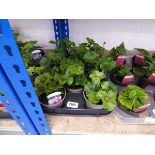 Tray containing 8 pots of ivy leaf geraniums