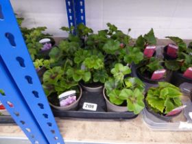 Tray containing 8 pots of ivy leaf geraniums