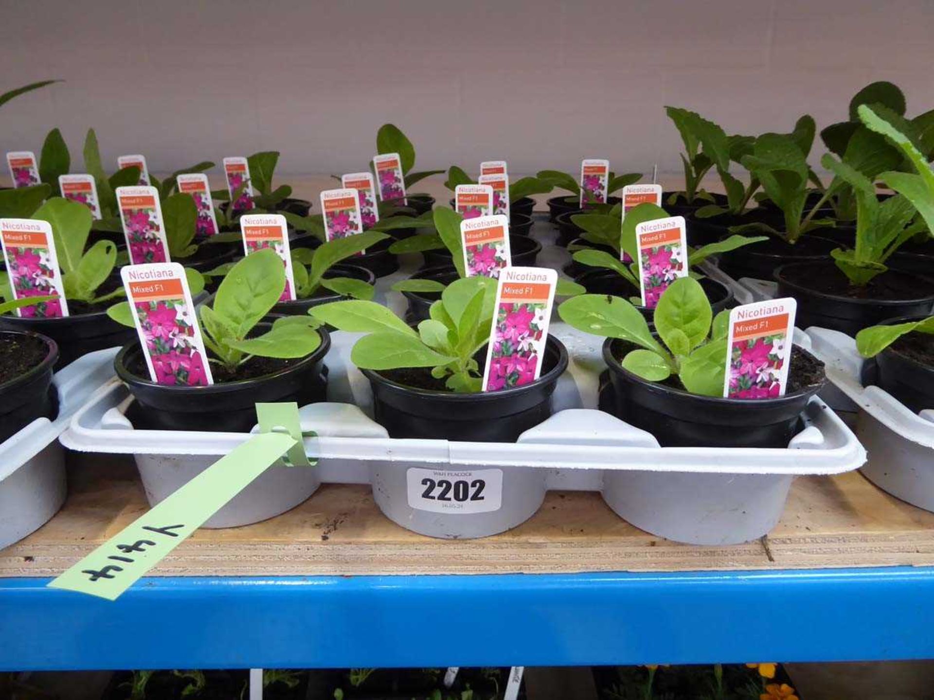 Tray containing 15 pots of mixed F1 Nicotiana