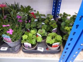 Tray containing 8 pots of ivy leaf geraniums